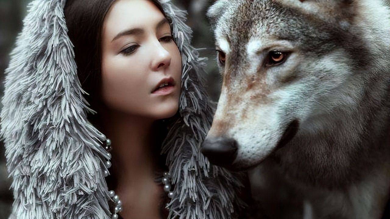 原创蒙古国草原狼被活活冻死偷走骆驼与牧民为敌让人泪目地动物