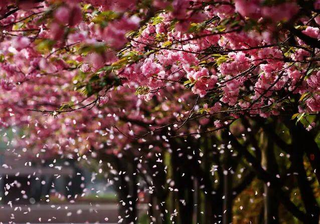 北京玉渊潭游客摇晃樱花树造花瓣雨被查