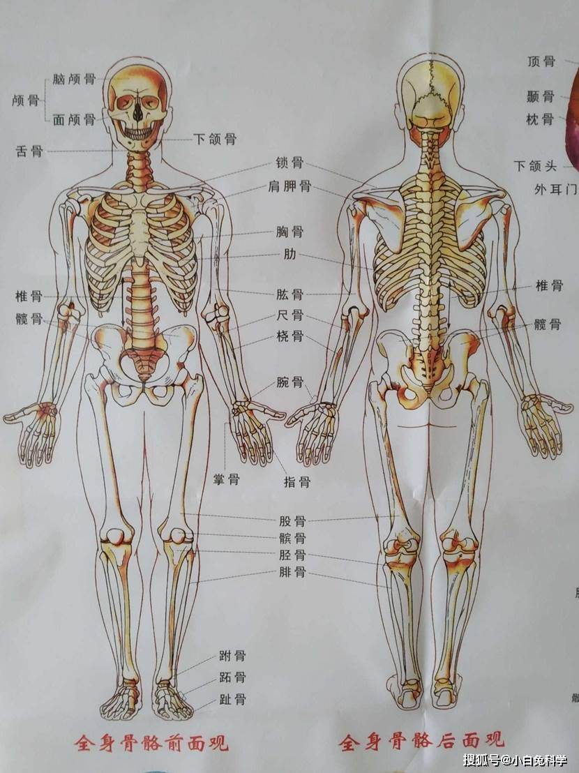 人体龙骨有多少节图片