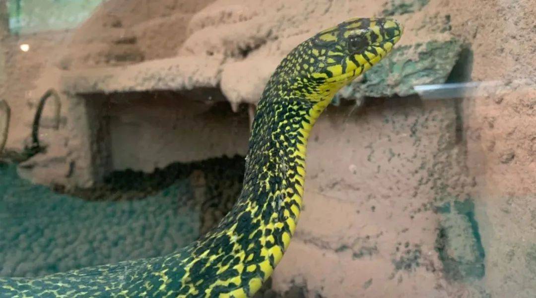 遇见大蟒蛇精彩蛇表演蛇博园五一门票仅需20元抢抢抢