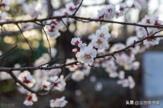 羅隱很有意境的一首詩,開篇美得令人驚豔,結尾又是充滿了哲理_杏花