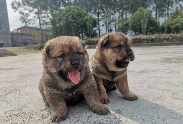 乡村记忆农村土狗田园犬要慢慢消失了吗