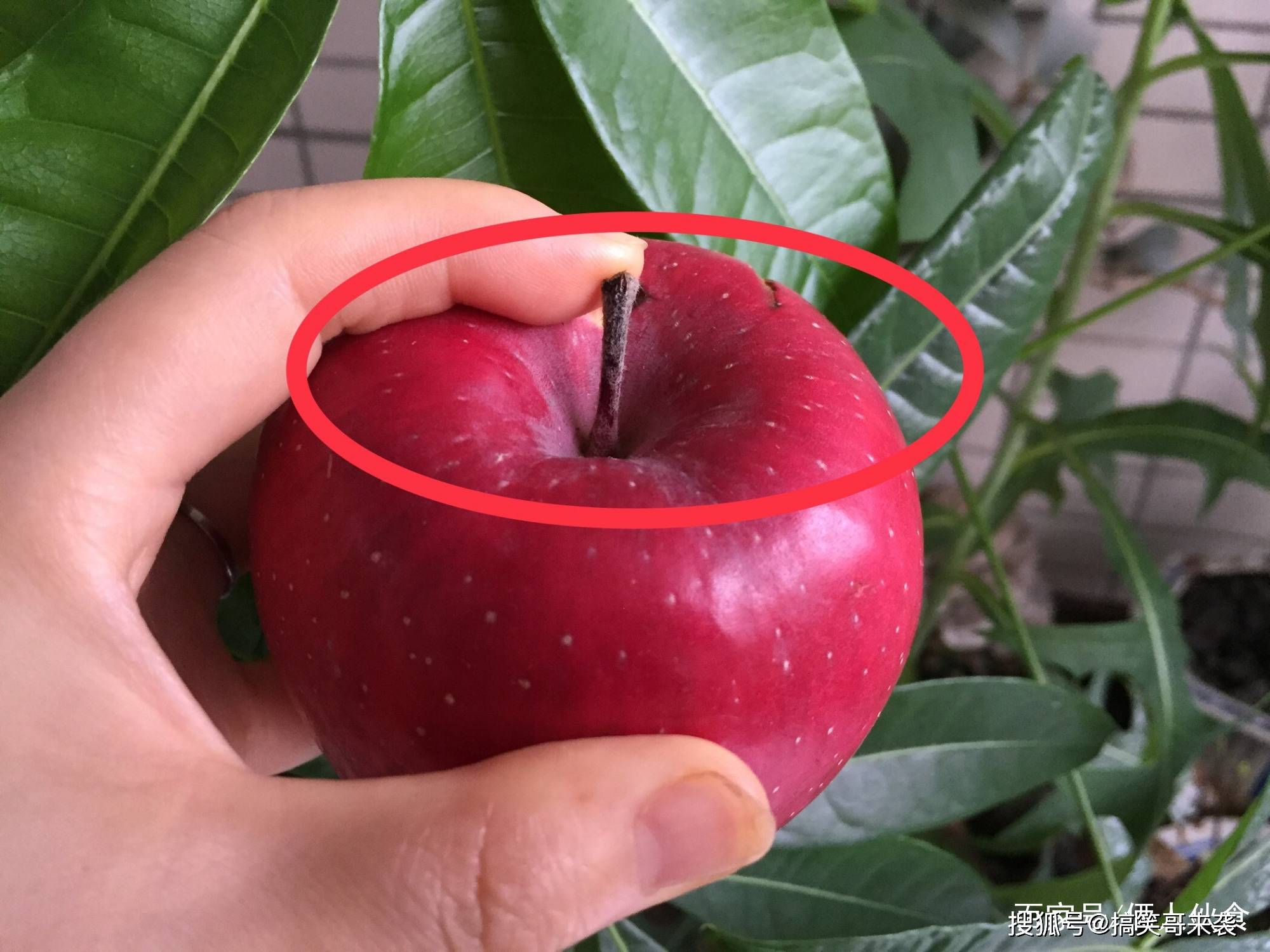 肚脐眼深而且大的就是"母苹果",这种苹果才甜.