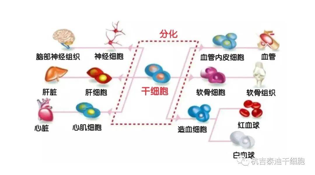 04干细胞抗衰老的作用1)分化形成新的神经细胞,可有效的改善脑衰老