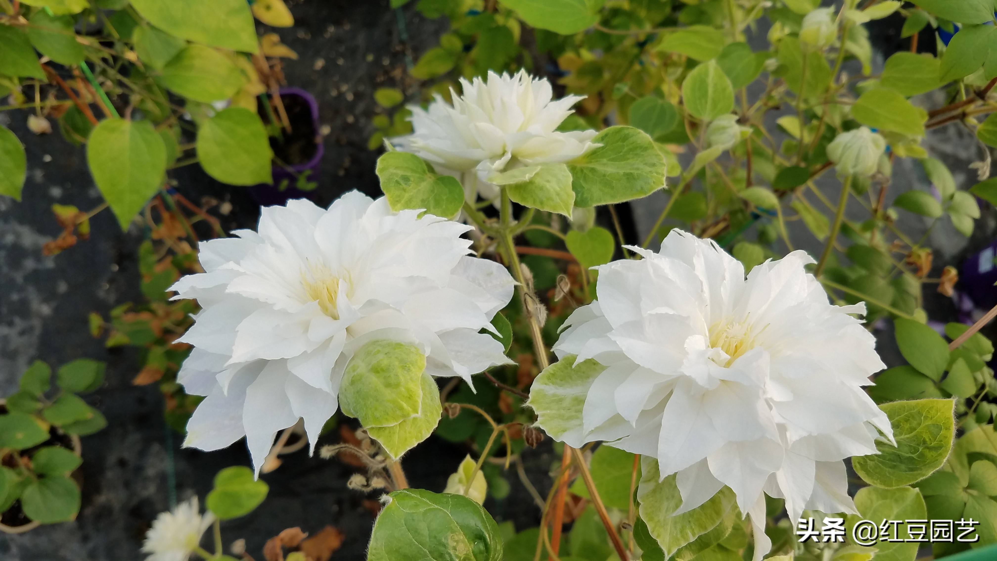 铁线莲居里夫人耐寒性高奶油白绿色球形重瓣花朵67月盛花