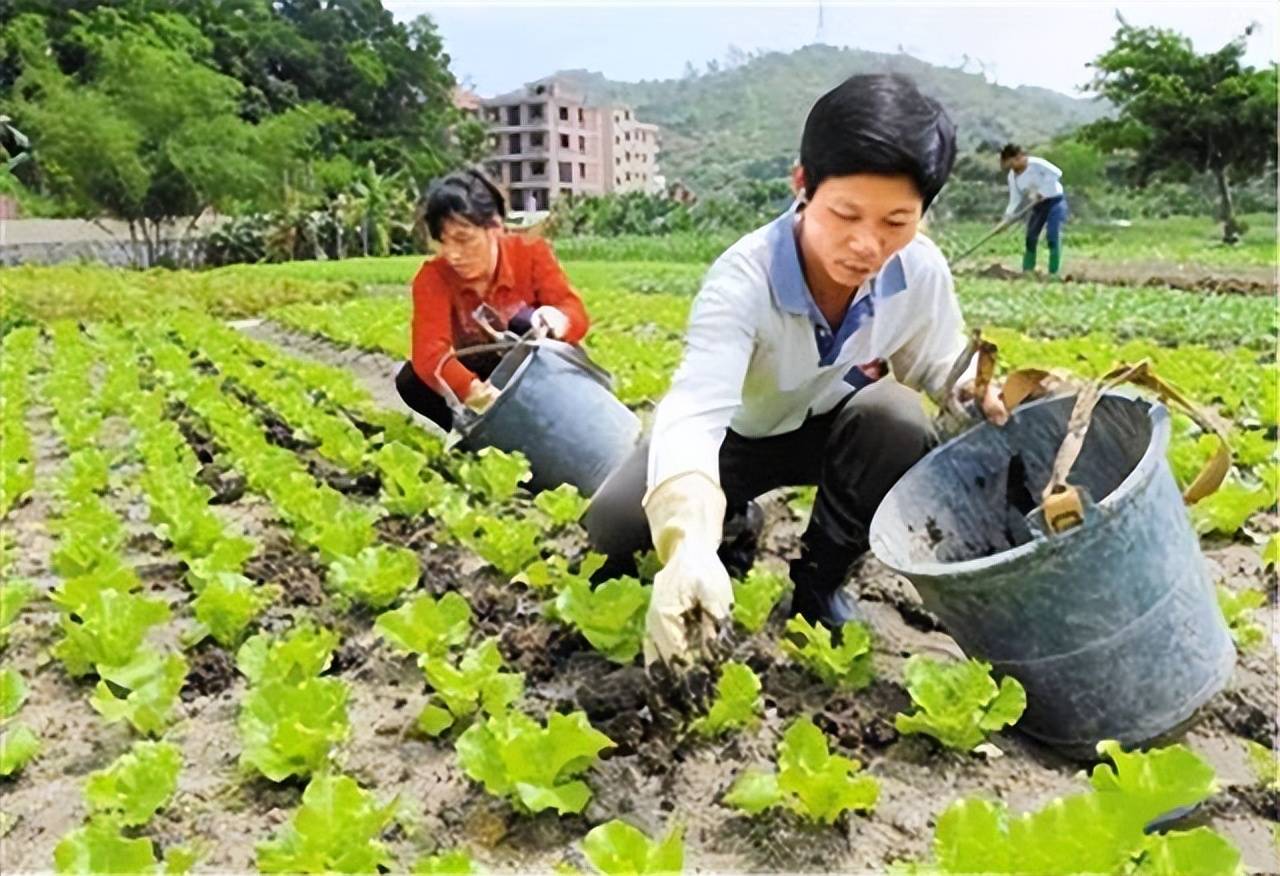 农村种菜的地里挖出蚯蚓 说明这块菜地土壤肥沃 土质好是好事 腐殖质 杂草 管理