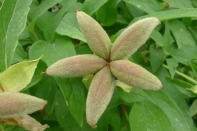 芍药的果实是聚合蓇葖果,2-8枚离生,呈纺锤形,椭圆形,瓶形等,光滑,有