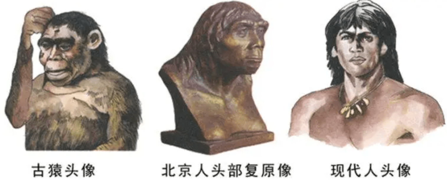 北京人原始人被发现图片