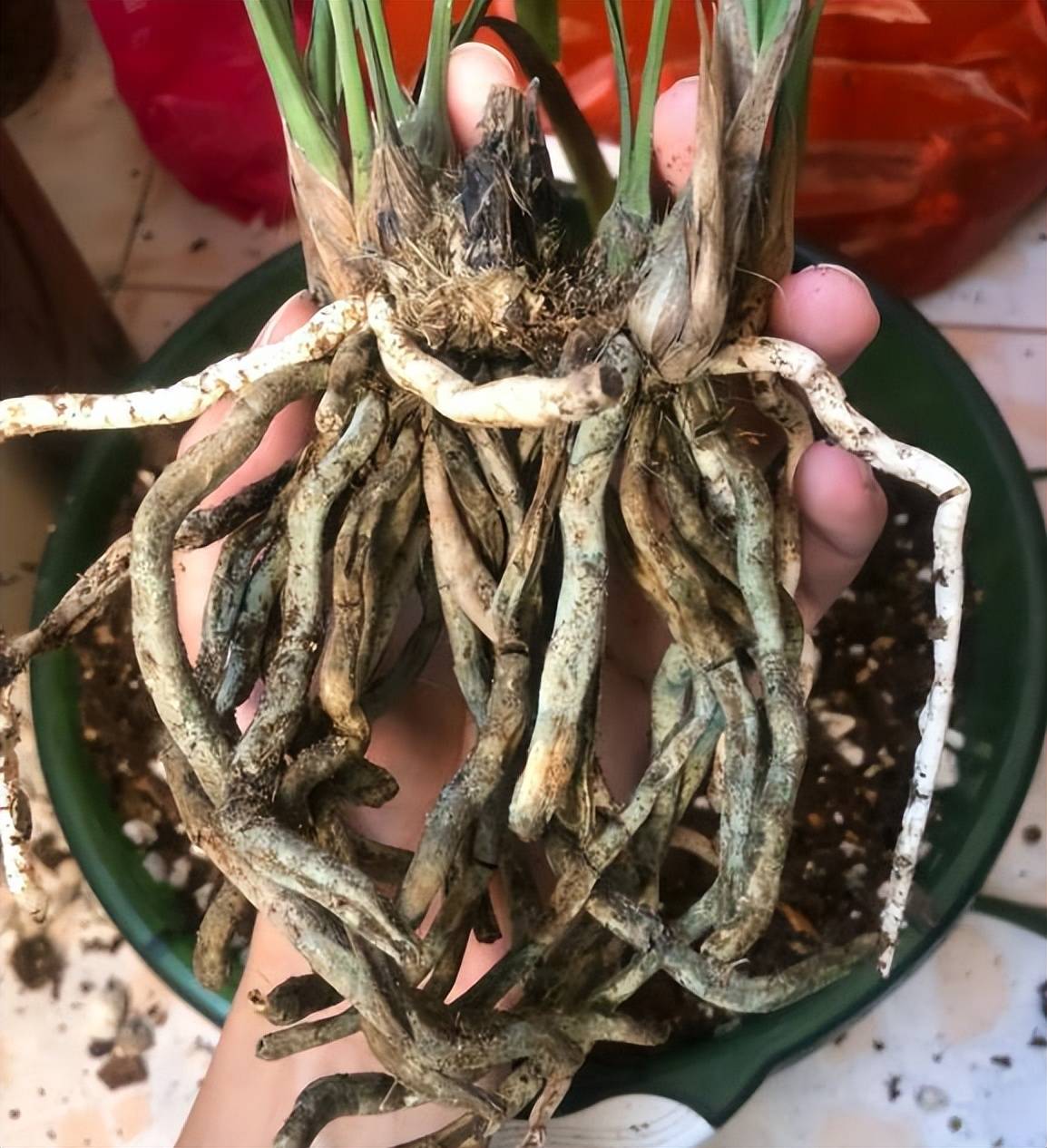 预防兰花烂根的小技巧2个动作快停下不然根系干瘪养不胖