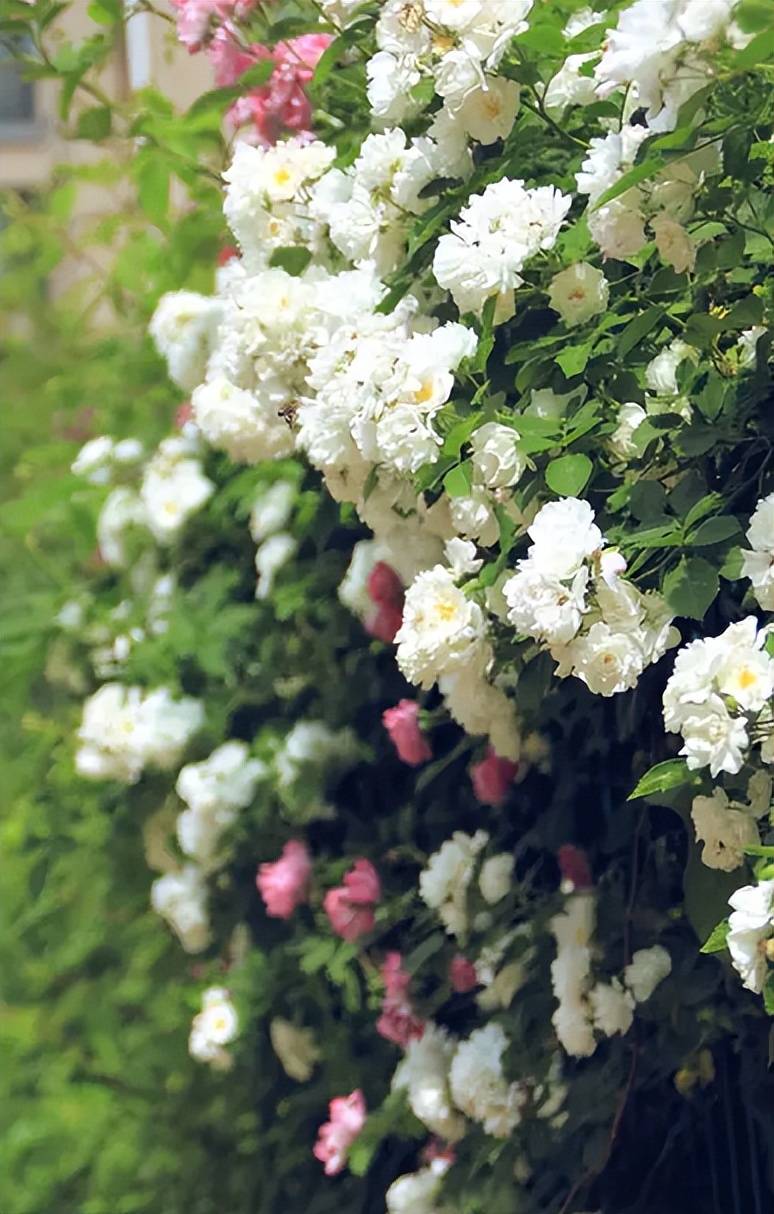 荼靡花图唯美图片