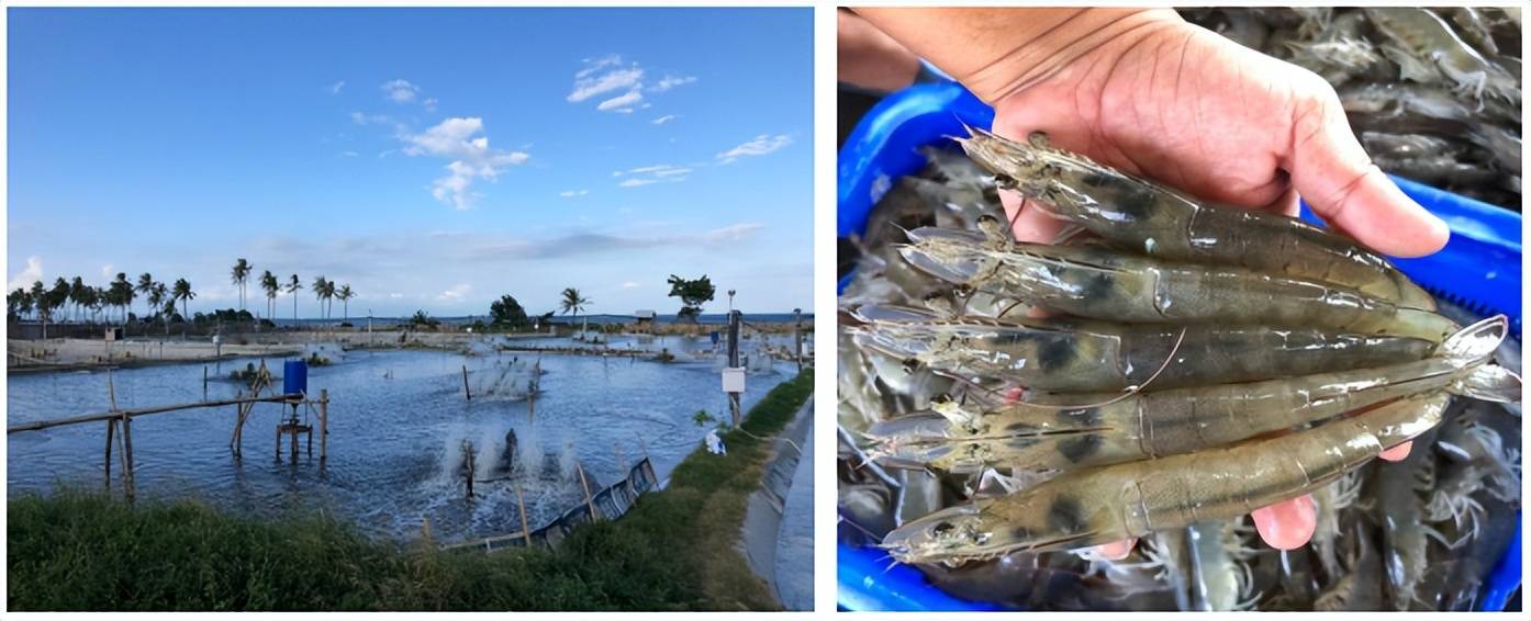 浅谈南美白对虾白便综合症(wfd)_养殖_饲料_sea