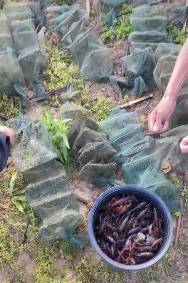 原创安徽一高校封校大学生一晚上抓10斤小龙虾网友怎么做到的