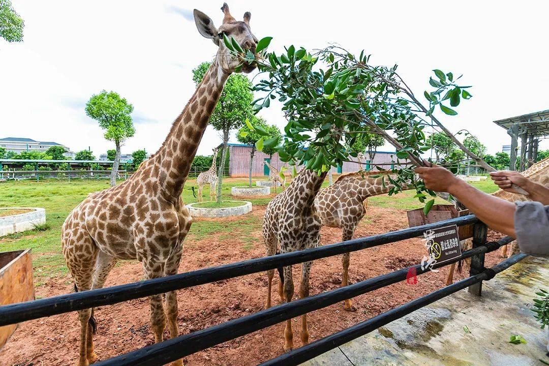 另外,和一般的動物園不同,平南雄森動物大世界主打互動,遊客能在