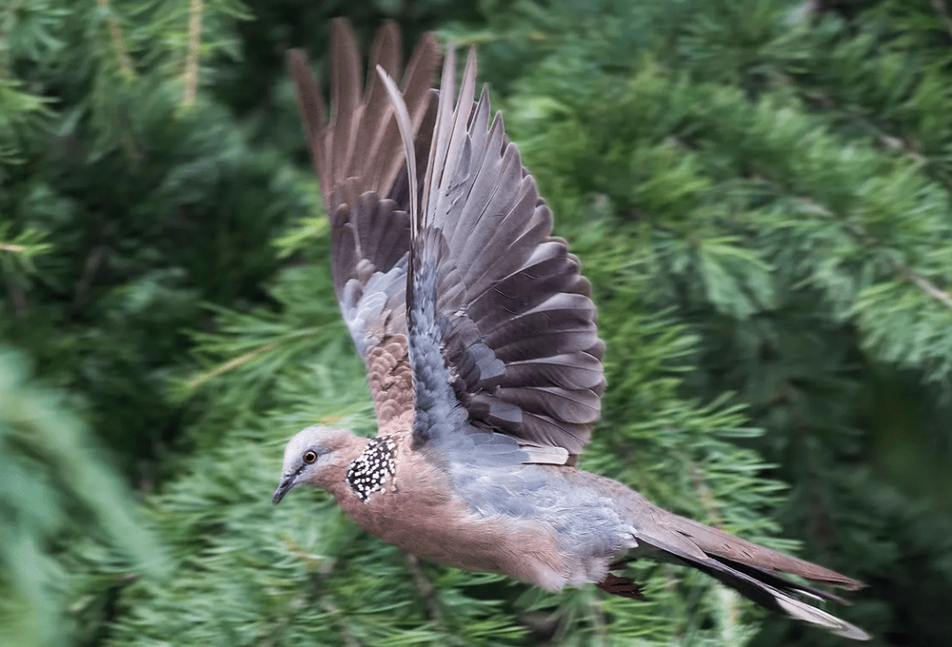 原创斑鸠不会筑巢随处可见的斑鸠为何说吃它的肉会有很大的危害