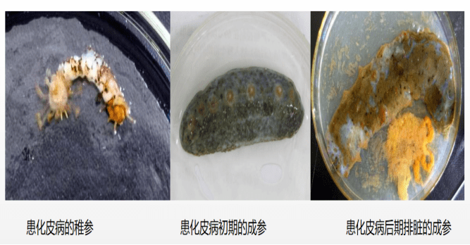 海参——腐皮综合症_养殖_刺参_死亡率