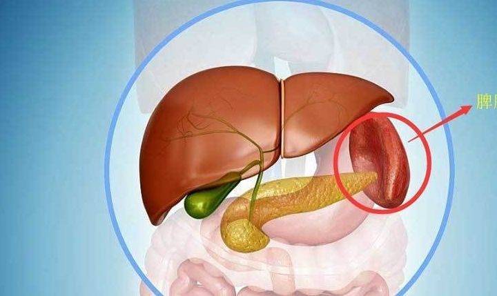 脾脏正常大小图片