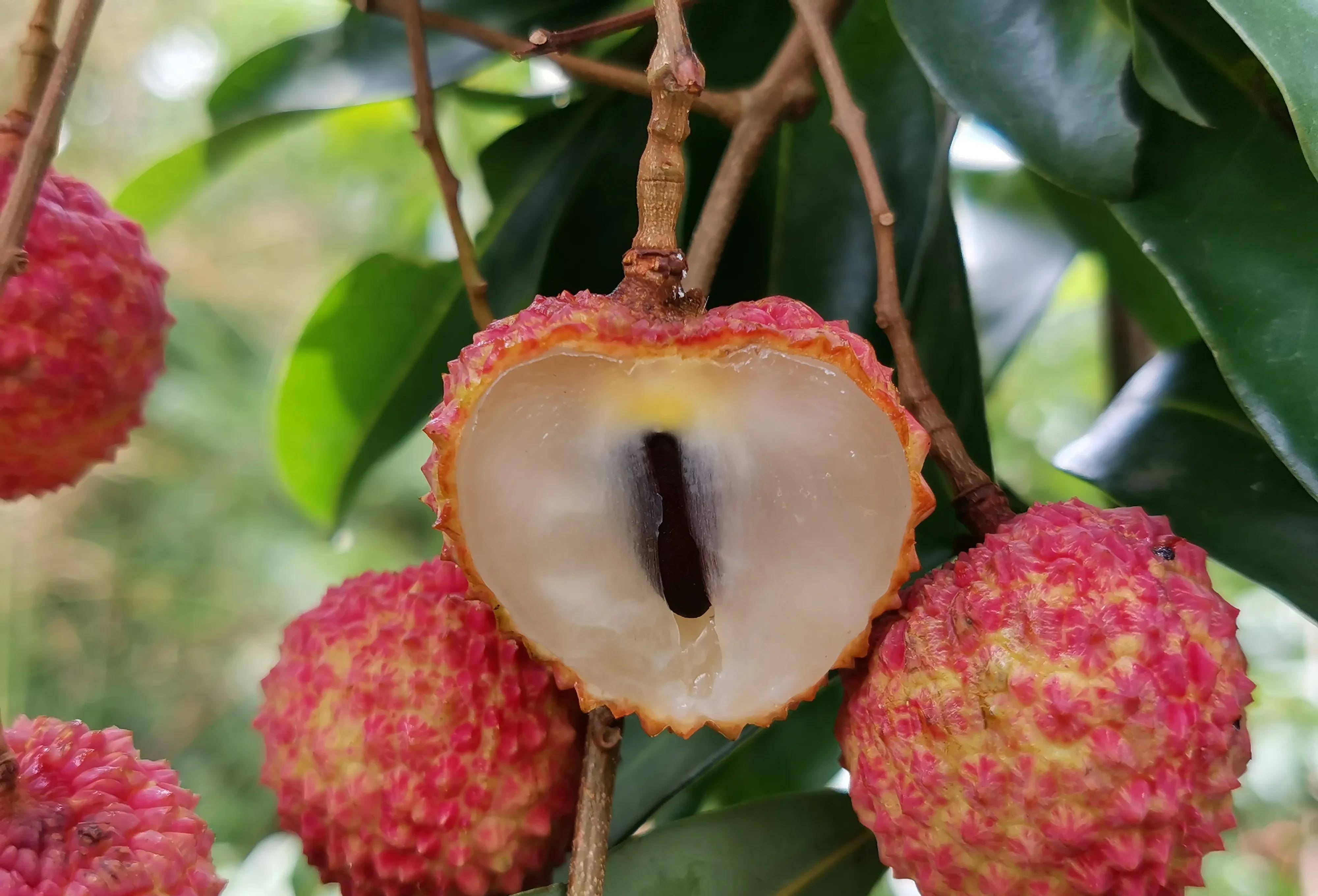 原创小核的荔枝都有以下三个特征果树专家教你如何快速精准识别