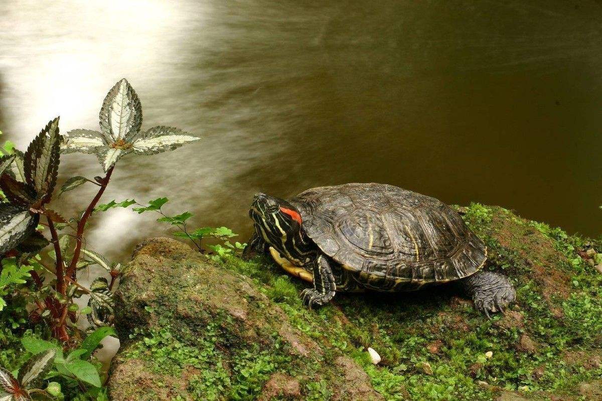 其实乌龟冬眠是有好处的，这4条，你都知道几条？