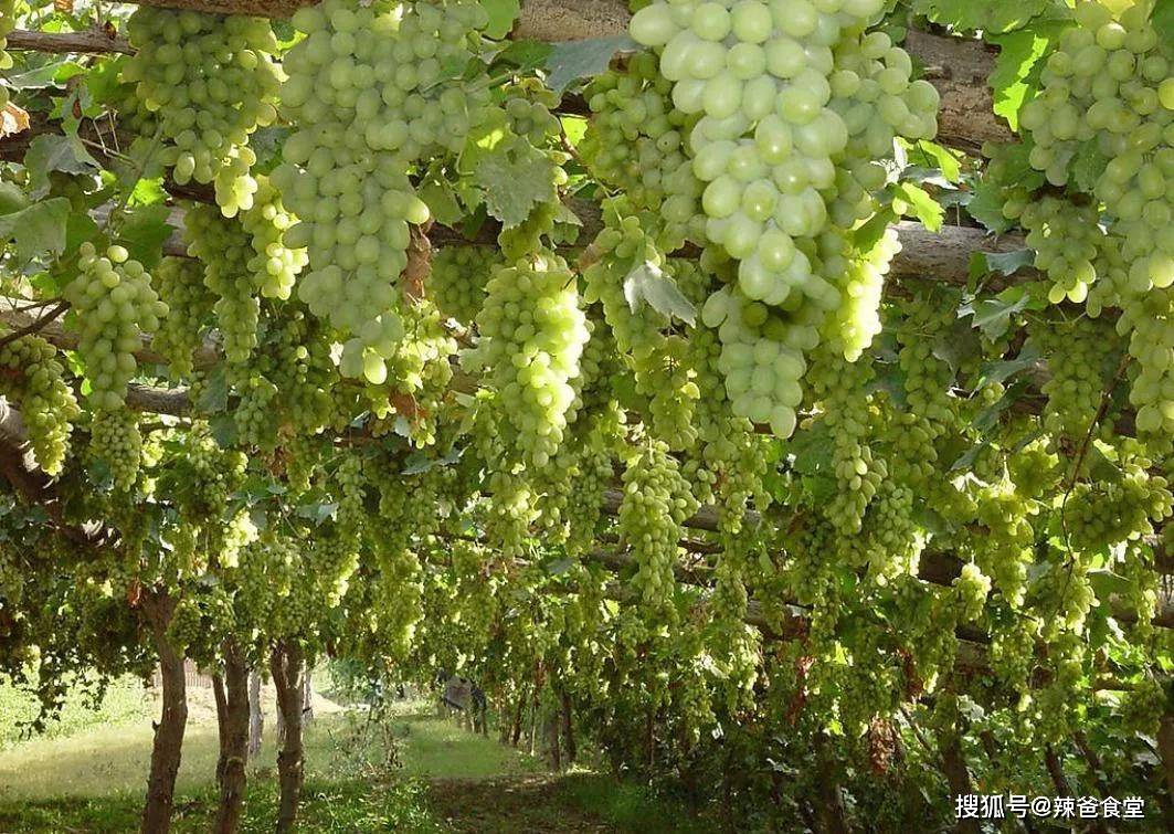 全国10大葡萄产地葡萄甜不甜产地很重要你都吃过哪些