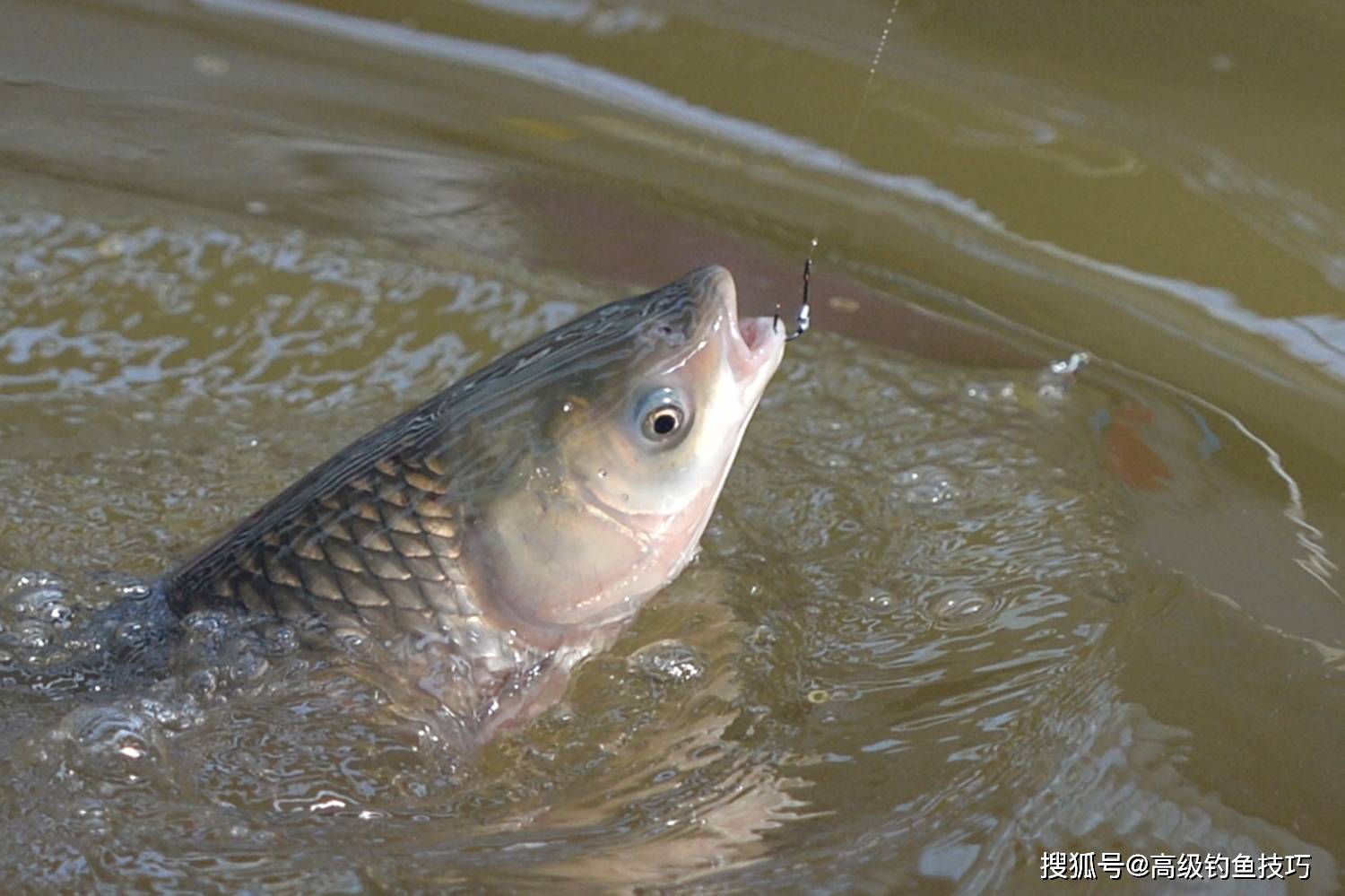 原創晚春最適合釣草魚如何選釣位用什麼魚餌晚春釣草魚的技巧