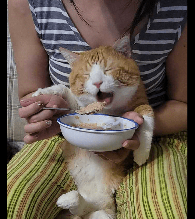 动物吃饭表情图片