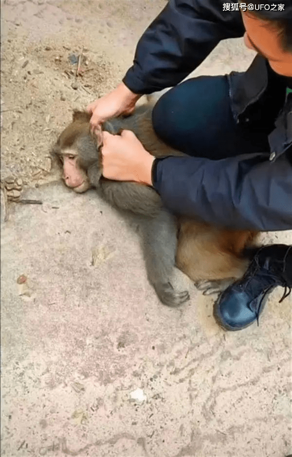 虐杀小猫欺负老人猴子闯入南京频频作恶罪魁祸首或是人类