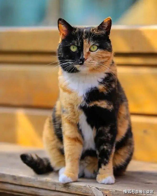 颜值超高的6种“土猫”,中华本土猫yyds,别羡慕外来猫了_猫咪_田园_奶牛