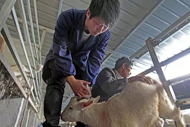 羊痘注射正确的部位图片