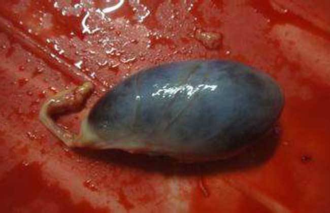 猪苦胆的功效作用食用方法与禁忌副作用有哪些