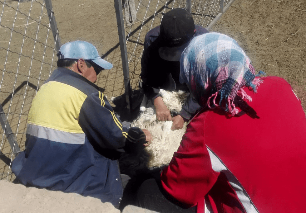 原创羊是忍痛能力最强的动物吗为何骟羊时很少听见羊发出惨叫声