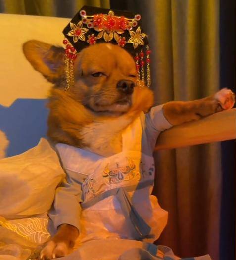 柯铭:一人四狗圈粉千万,戏精狗狗模仿甄嬛,上演狗界宫斗大戏_哈尼