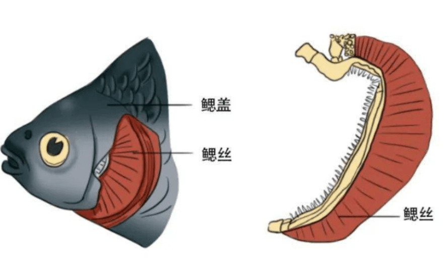鲤鱼鳃的结构图手绘图图片