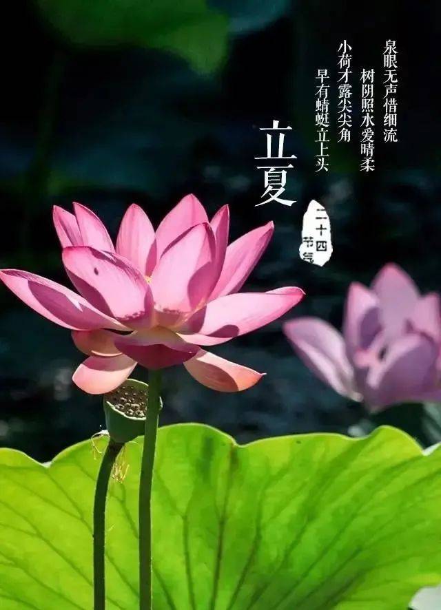 2022年5月5日立夏漂亮早上好问候动态表情图片带字