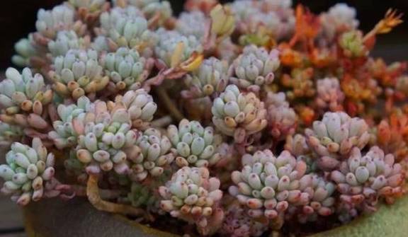 高温天气养多肉 盆栽出现开花现象 难道是 死亡的预兆 植物 养护 时候 高温天气养多肉 盆栽出现开花现象 难道是 死亡的预兆 植物 养护 时候