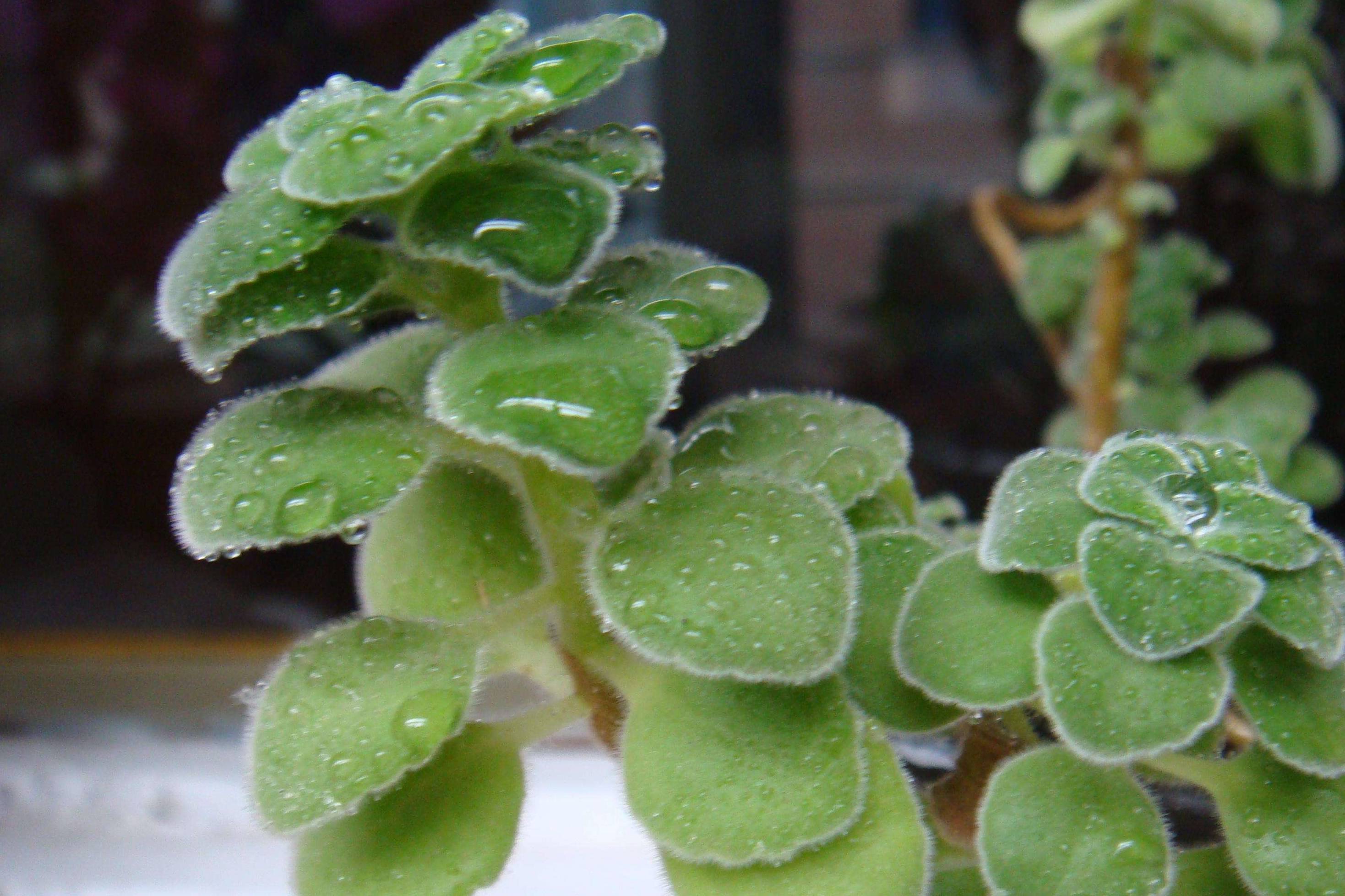 碰碰香"叶薄且发黄",做好养护"5要素",1个月叶片翠绿肥嘟嘟_植物_植株