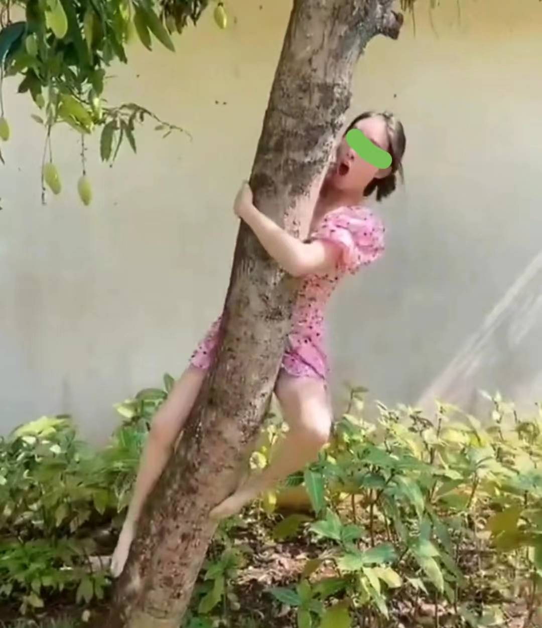 女生爬树连衣裙掉了图片
