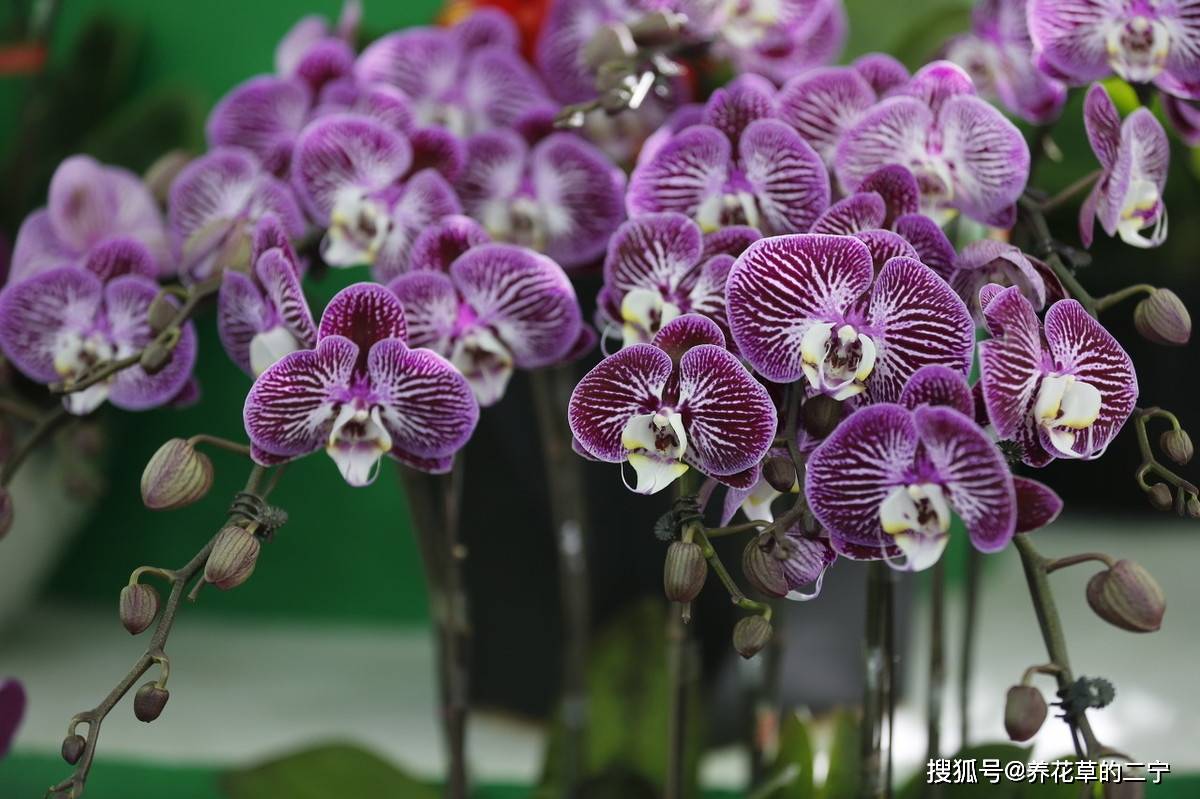 3种旺运花招财纳福天天旺好运到来日子越过越红火