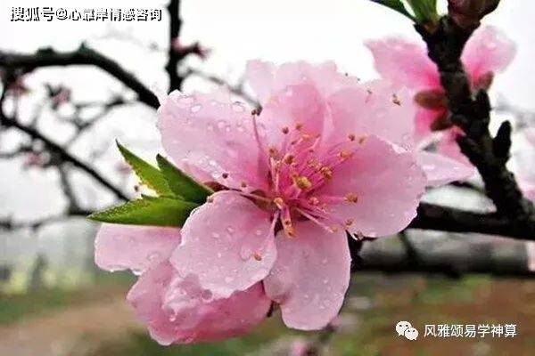 命中带桃花的人有什么八字【八字算婚姻】
