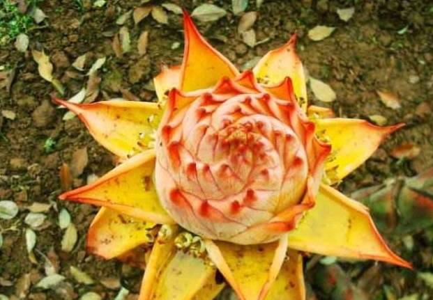 云南农民深山发现“金莲花”，挖1株栽到庭院里，游客看到抢着买