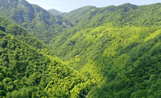 宁波有一自然景区，植被茂密古树参天，气候宜人堪称“避暑胜地”