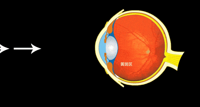 黄斑中央的凹陷称为中央凹,是视力最敏锐的地方,负责视觉和色觉的视锥
