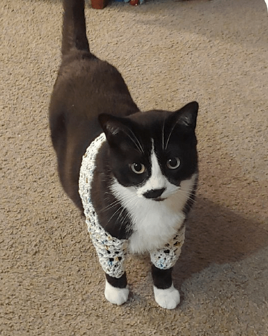 一只橘猫的腿能有多长橘猫反正我脖子以下全是腿