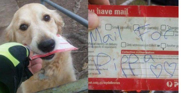 狗狗邮递员图片