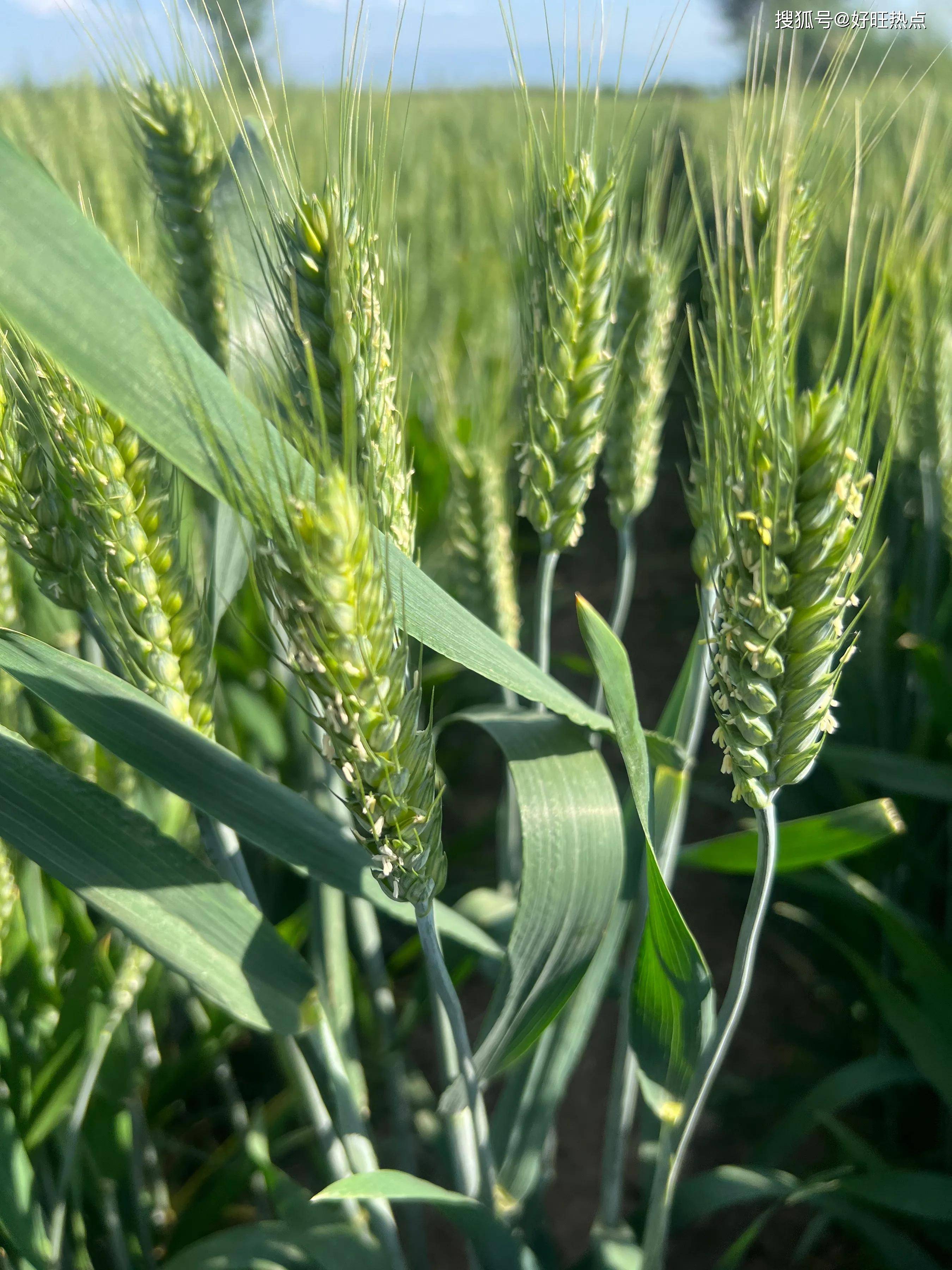 原创陕西省乾县王村镇梁家窑村小麦长势良好高产丰收在望