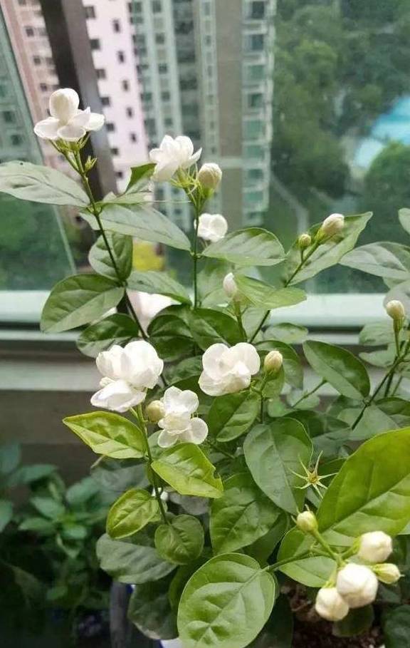 茉莉花开