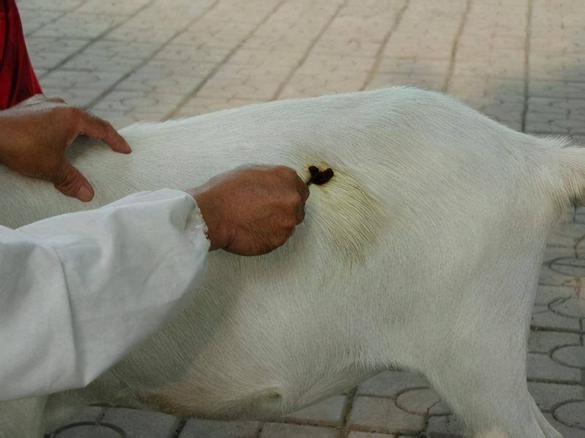 原创羊肚子胀气怎么迅速治羊肚子胀气怎么放气羊肚胀怎么放气