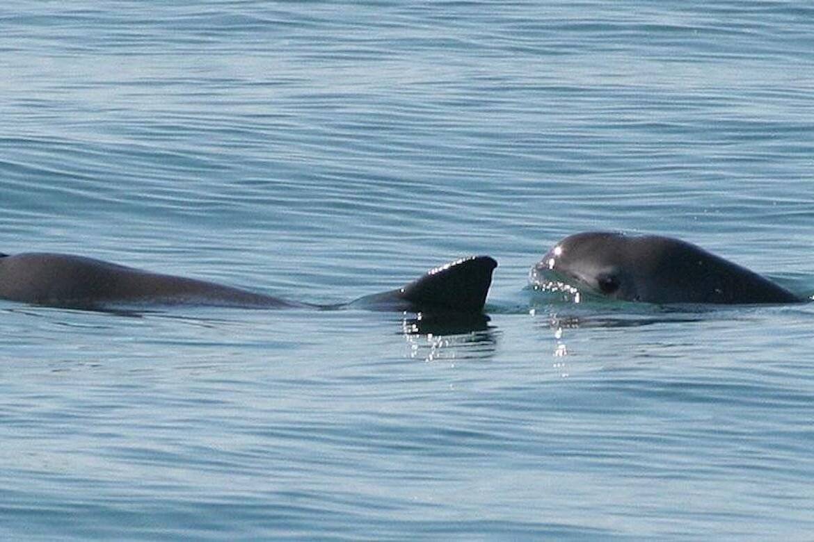 原创全球仅剩10只的小头鼠海豚因捕鱼被牵连它的灭绝几乎已是注定