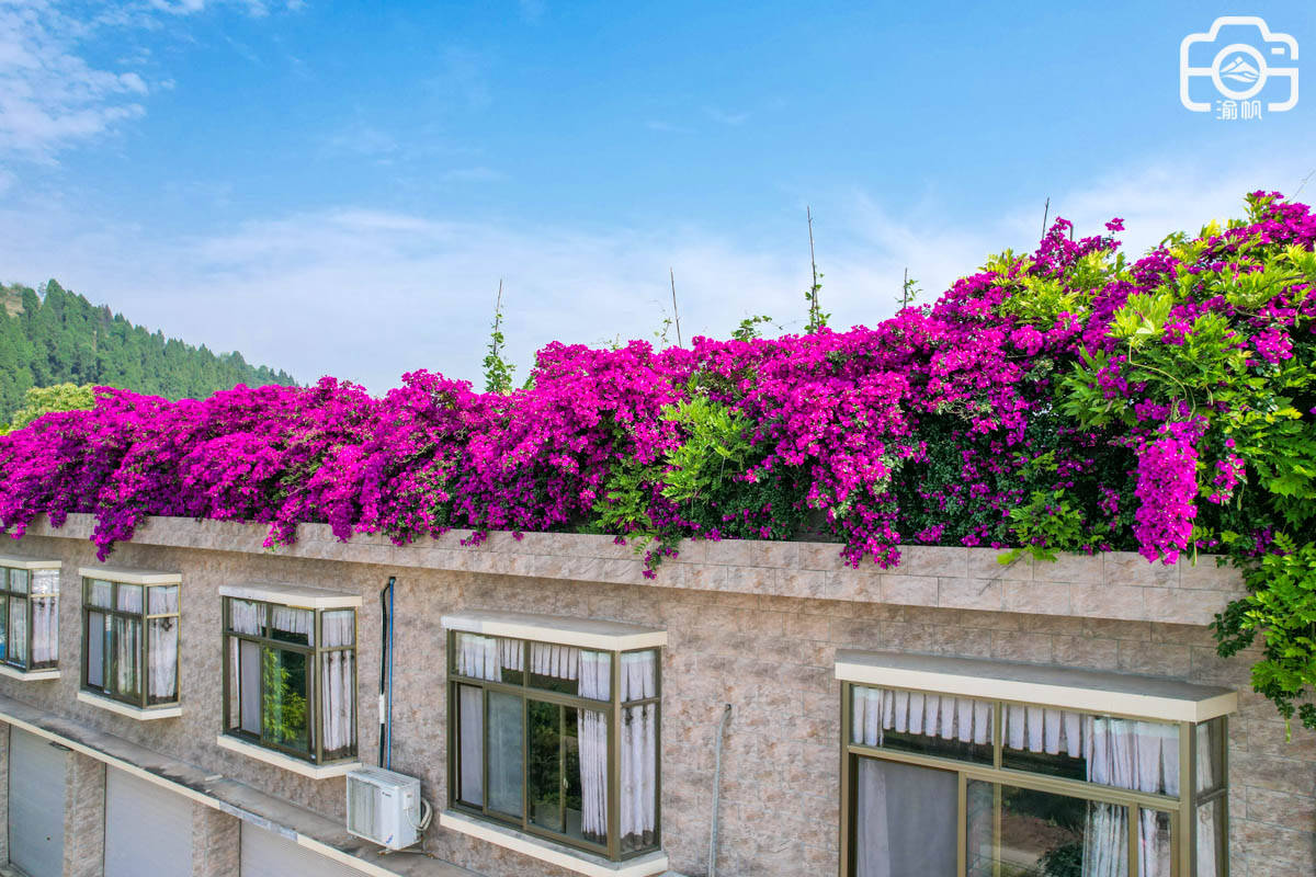 重庆潼南最美农家院，鲜花满院墙，楼顶是花园，或成小众网红景点