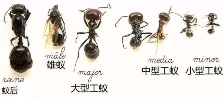 蚂蚁的家庭成员及分工图片