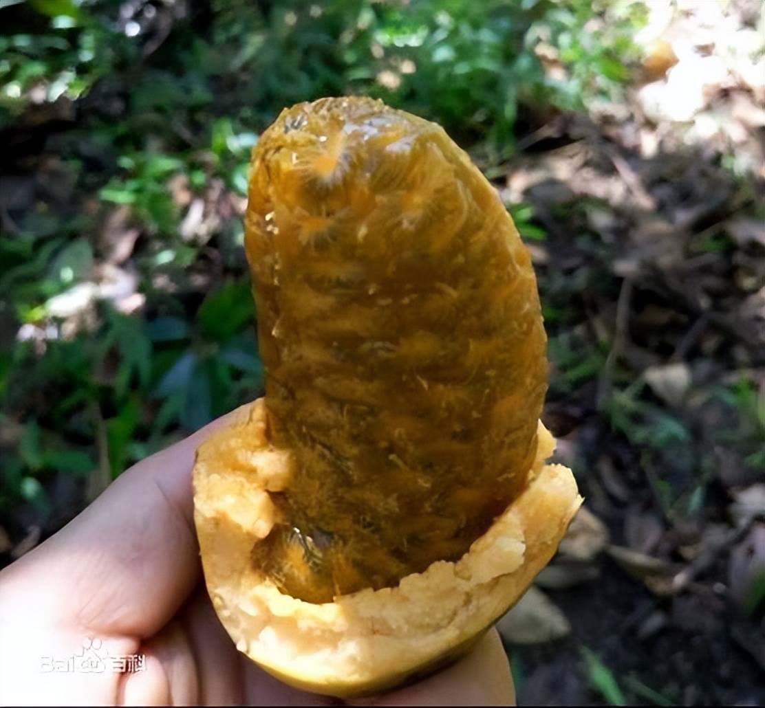 羊巴奶_万寿果_果实